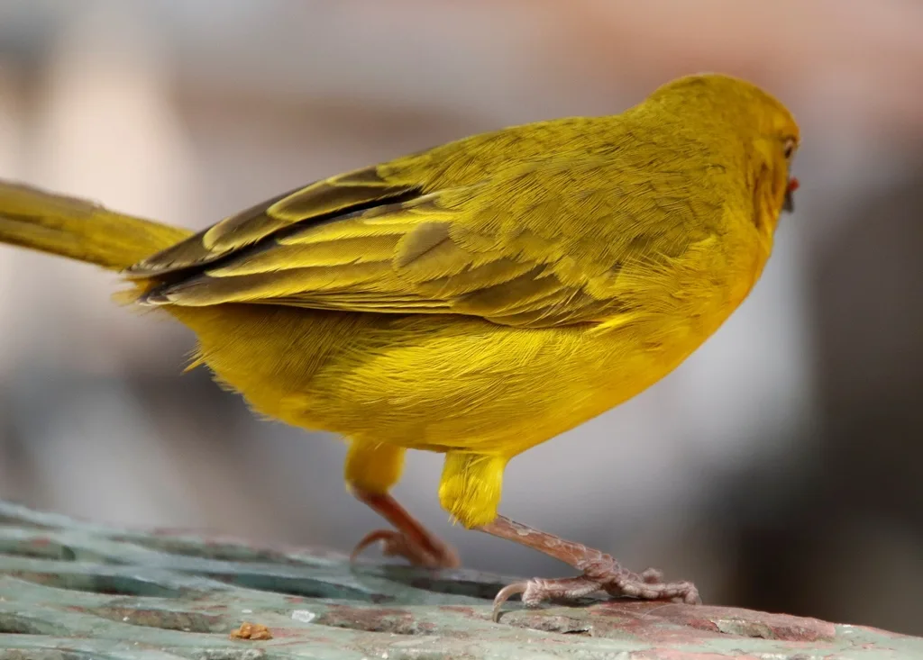 大金织雀(Ploceus xanthops)