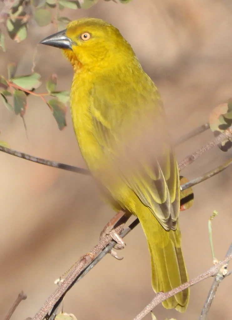 大金织雀(Ploceus xanthops)