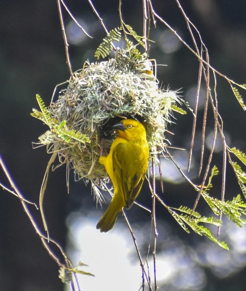 大金织雀(Ploceus xanthops)