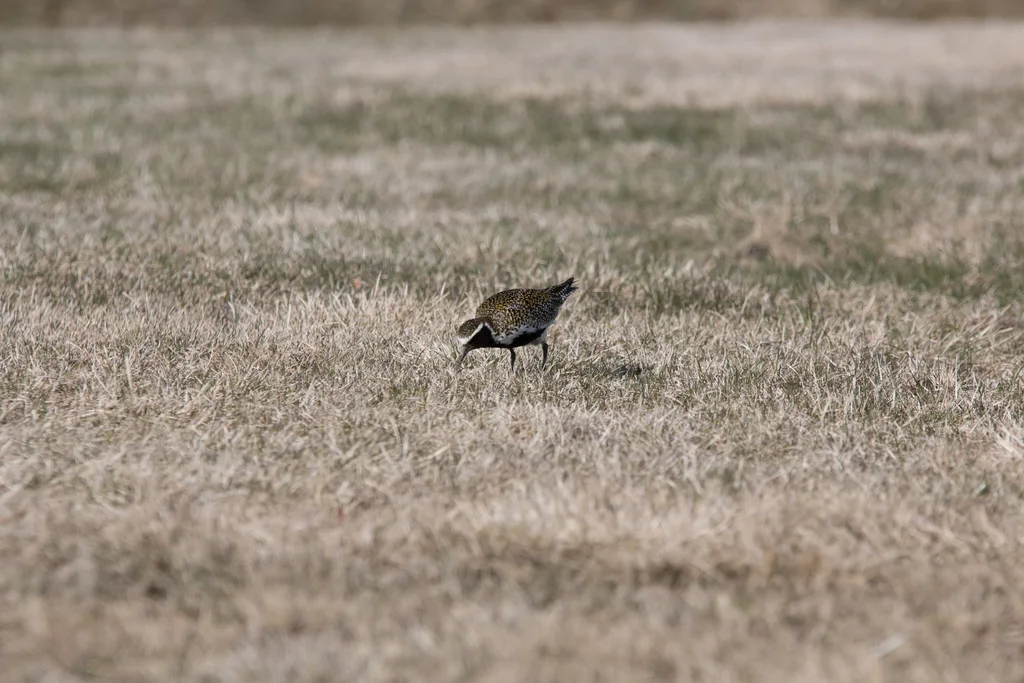 欧金鸻(Pluvialis apricaria)