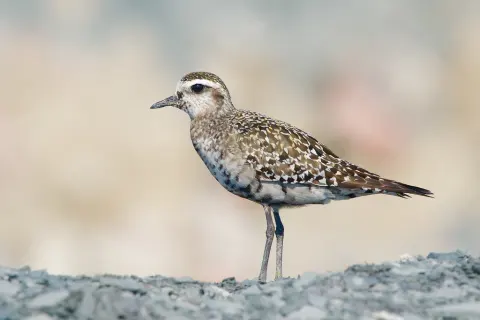 美洲金鸻