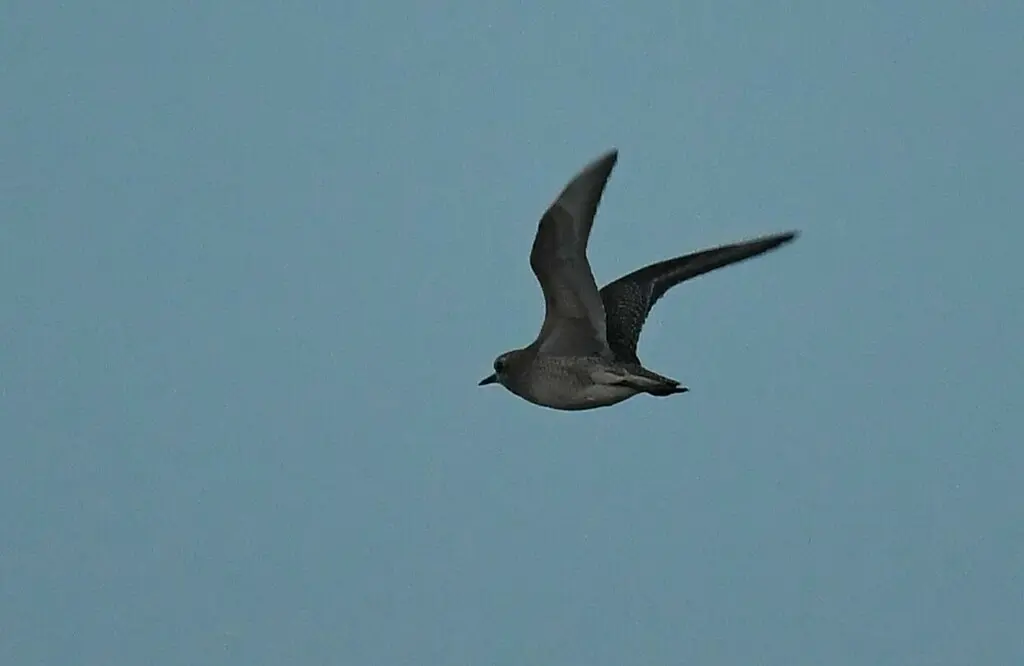 美洲金鸻(Pluvialis dominica)