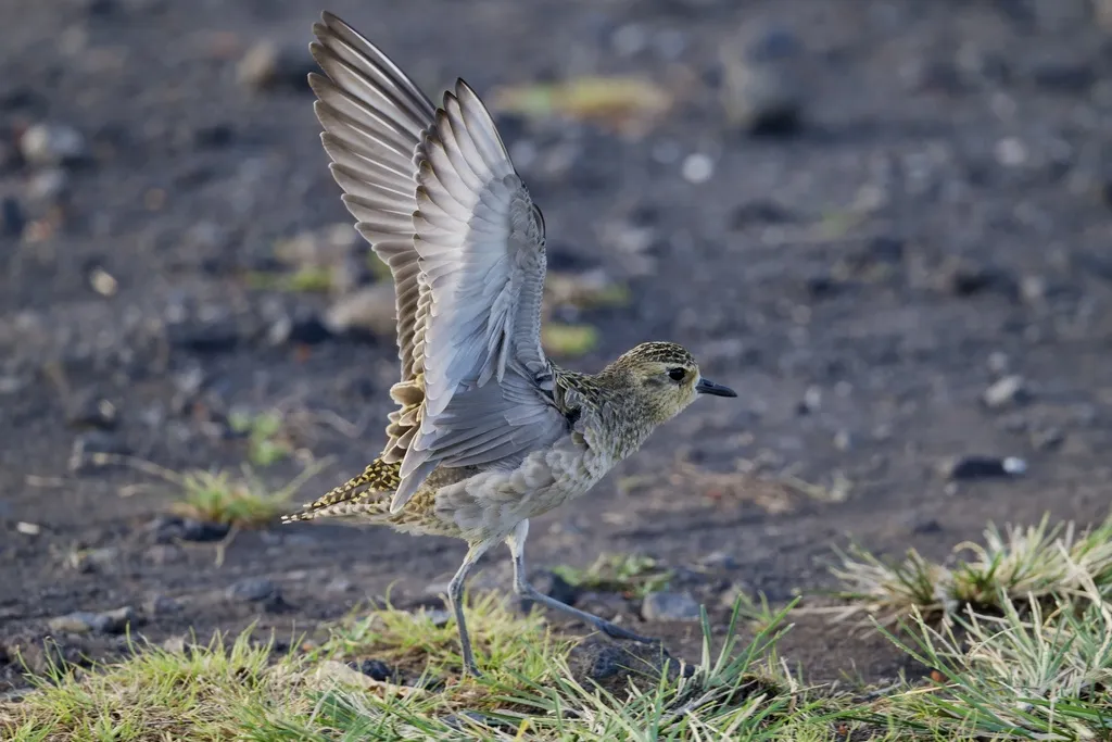 金斑鸻（Pluvialis fulva）