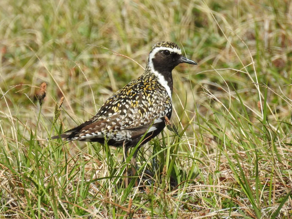 金斑鸻（Pluvialis fulva）