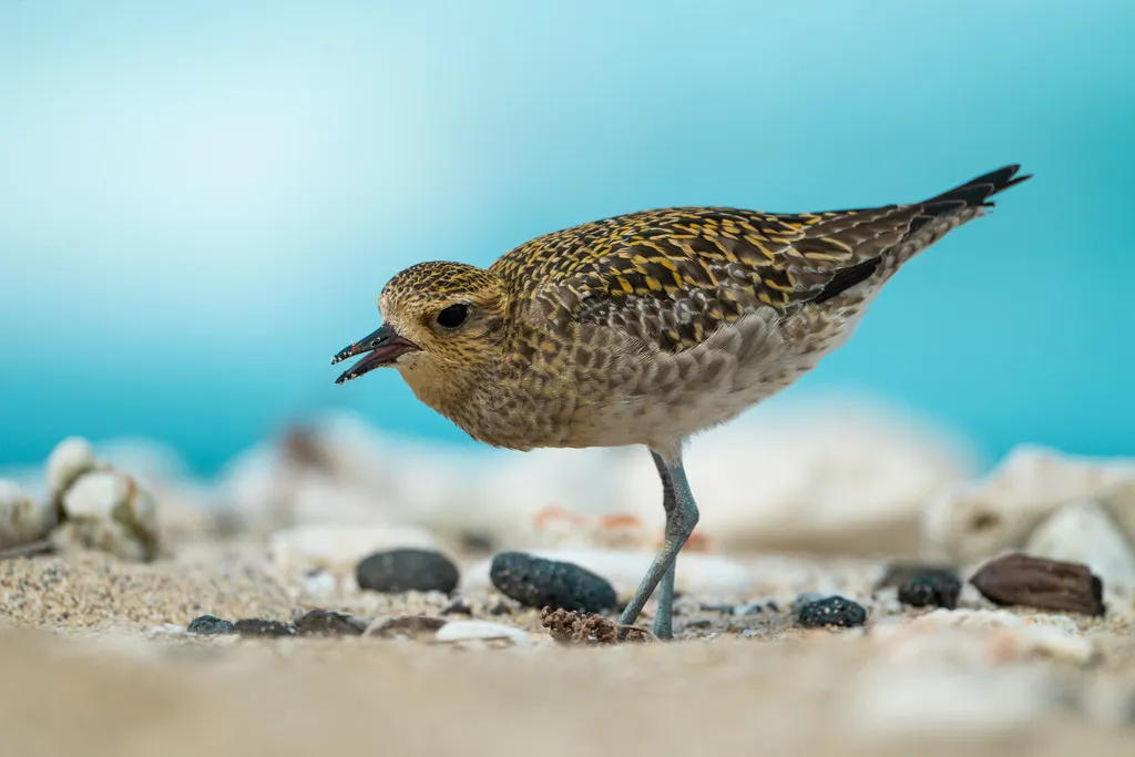 金斑鸻（Pluvialis fulva）