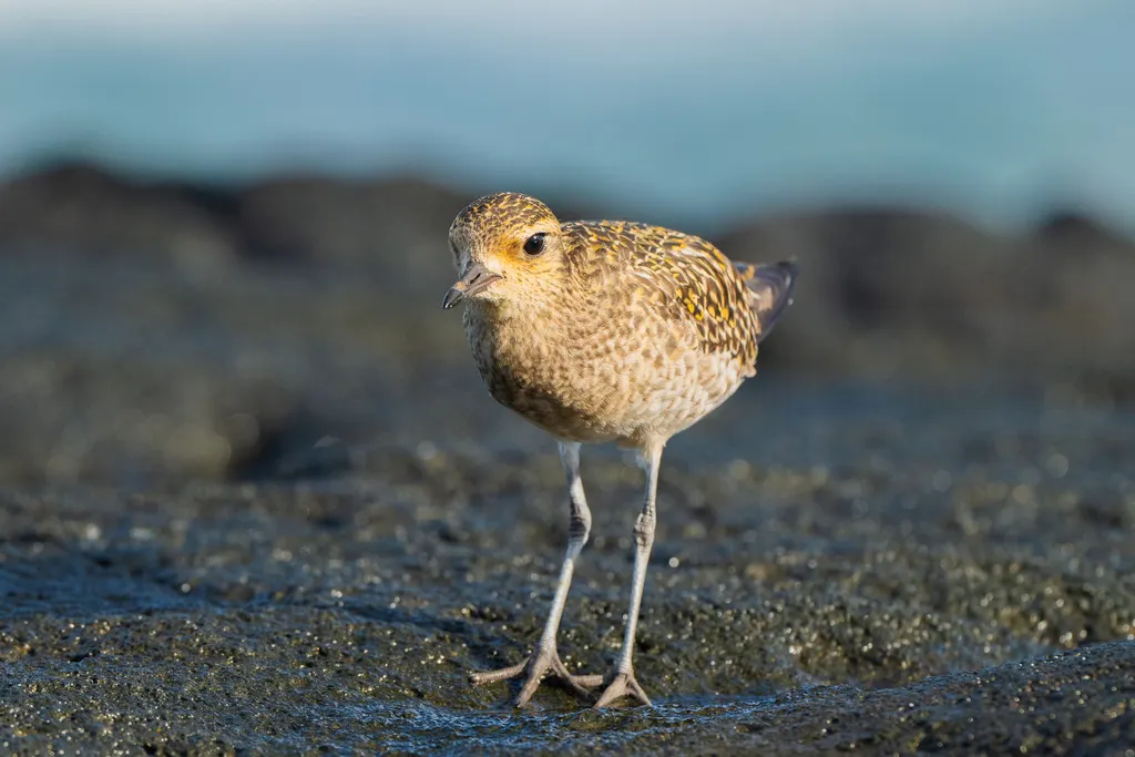 金斑鸻（Pluvialis fulva）