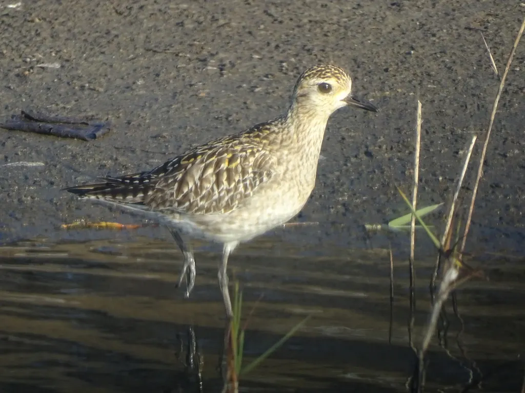 金斑鸻（Pluvialis fulva）