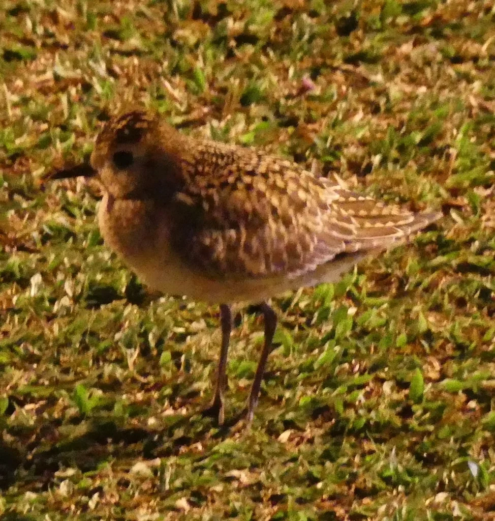 金斑鸻（Pluvialis fulva）