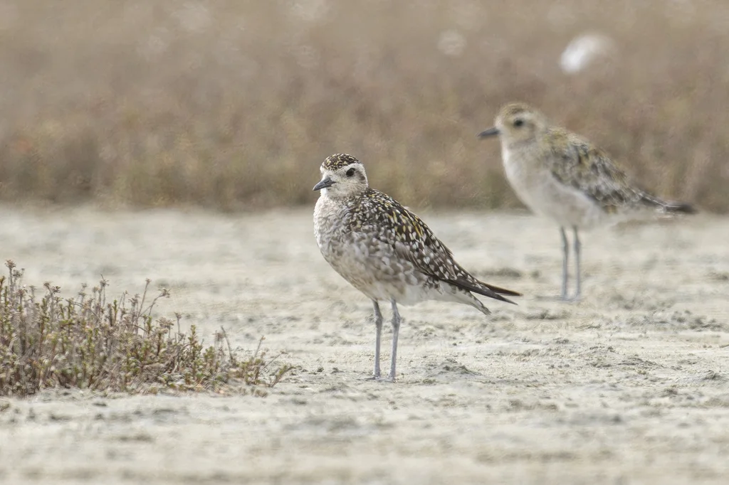 金斑鸻（Pluvialis fulva）