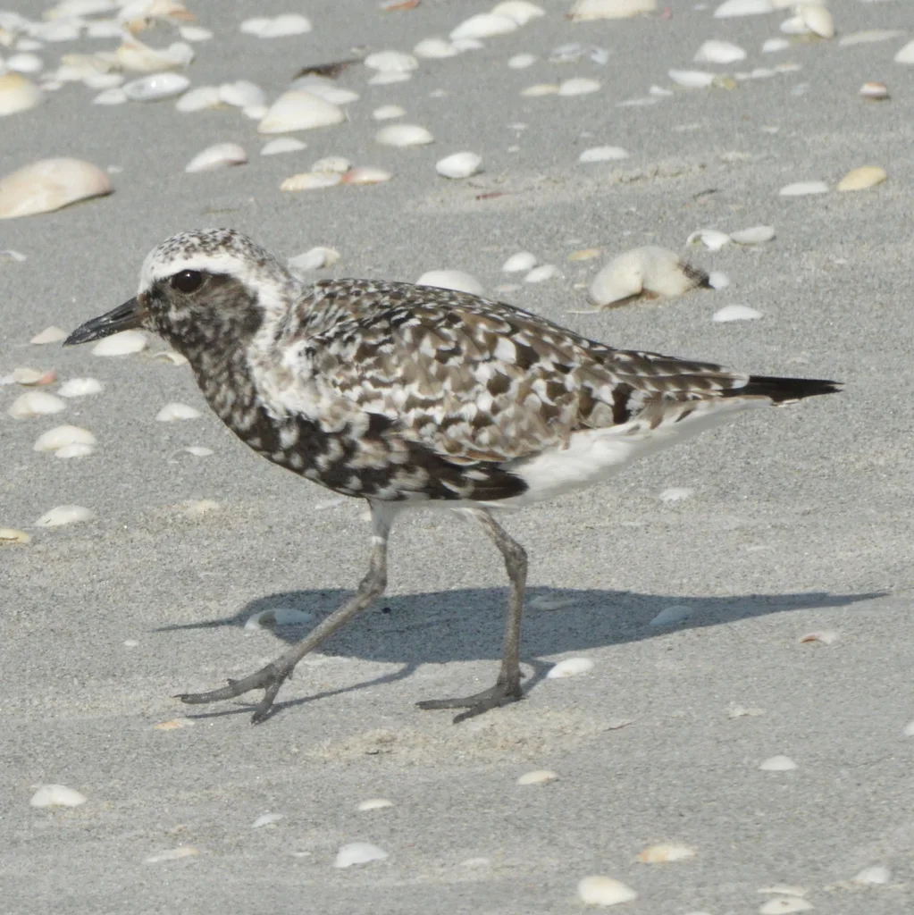 灰斑鸻(Pluvialis squatarola)