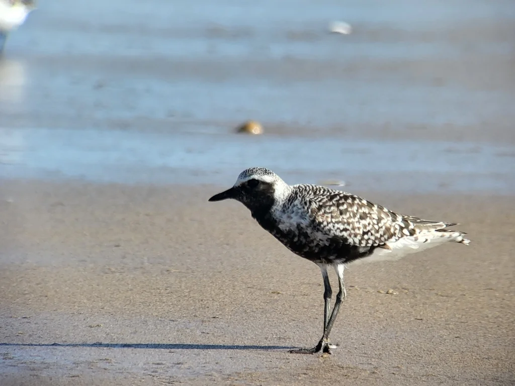 灰斑鸻(Pluvialis squatarola)