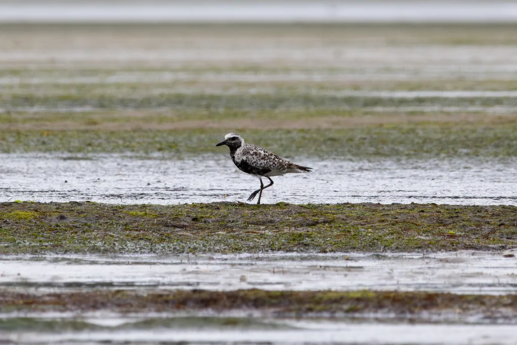 灰斑鸻(Pluvialis squatarola)