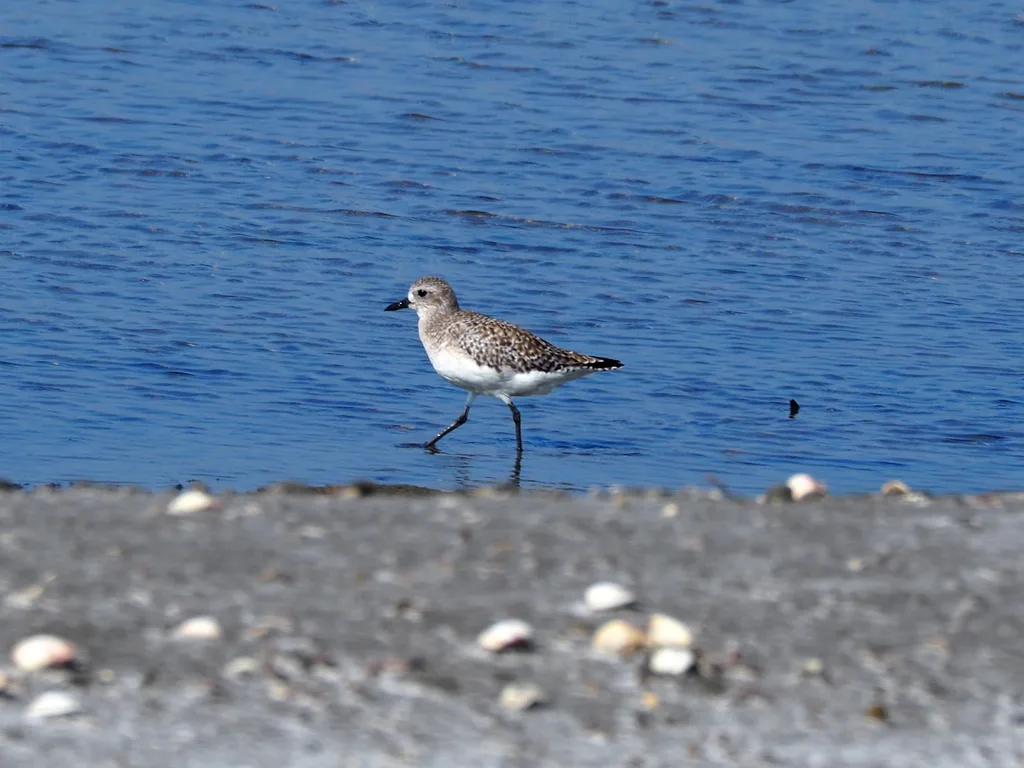 灰斑鸻(Pluvialis squatarola)