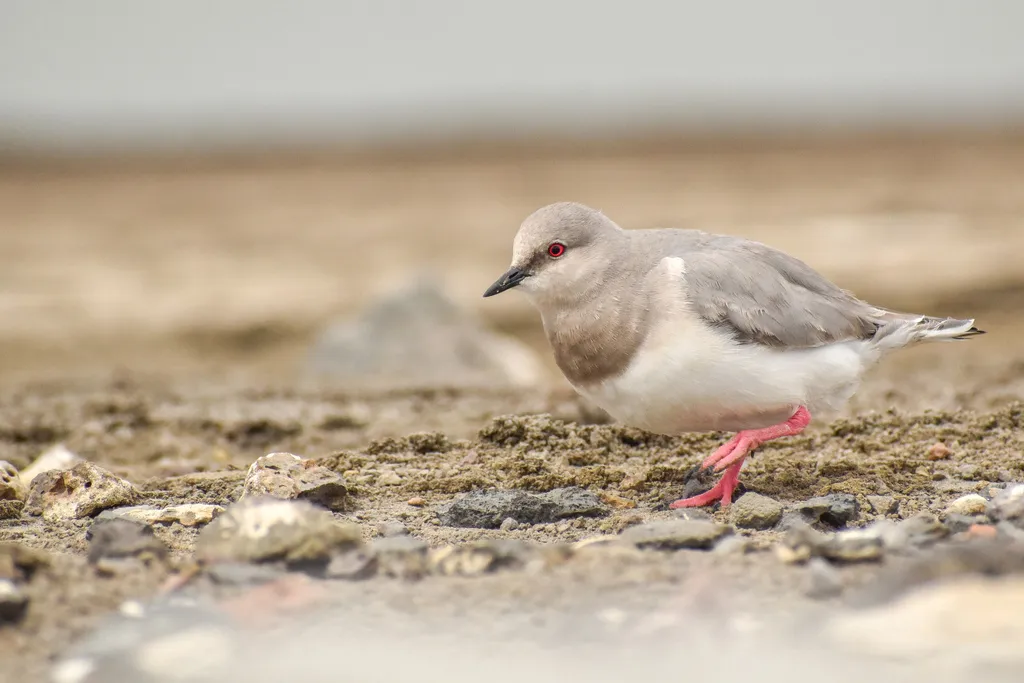短腿鸻(Pluvianellus socialis)