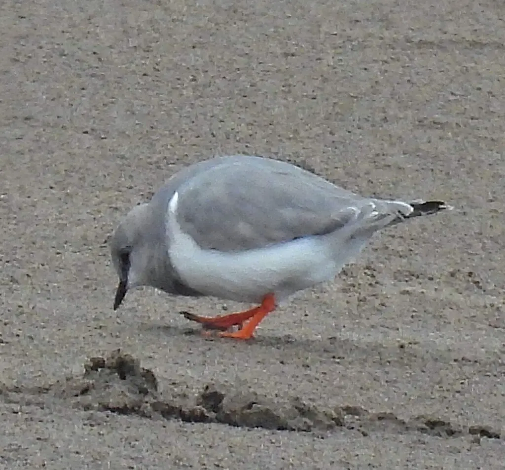短腿鸻(Pluvianellus socialis)