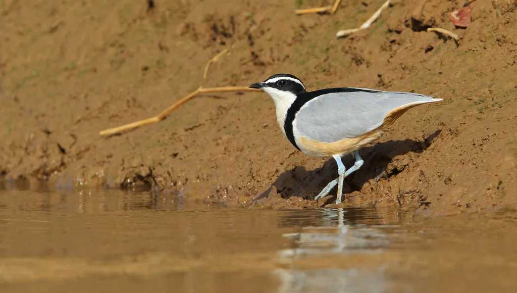 蓝腿燕鸻(Pluvianus aegyptius)