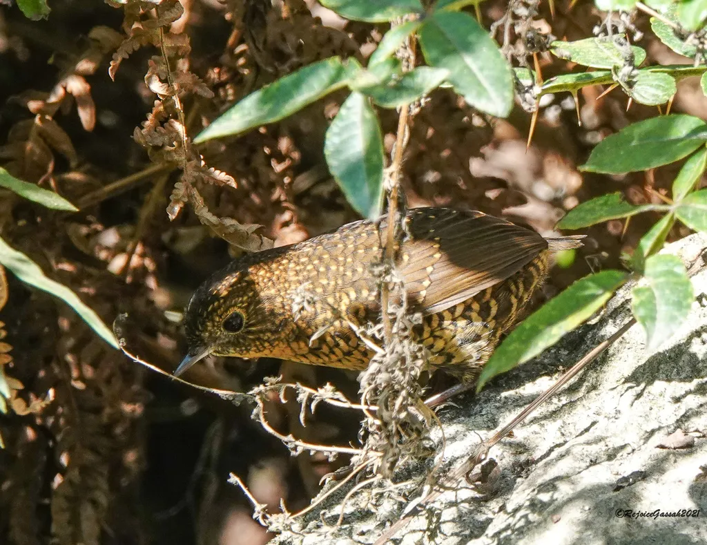鳞胸鹪鹛(Pnoepyga albiventer)