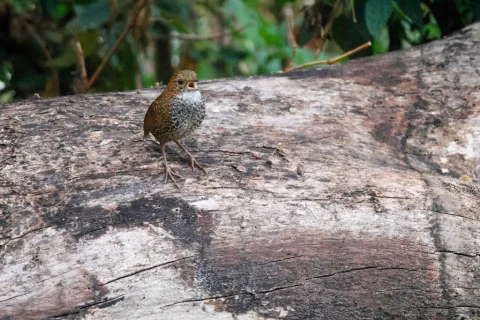 鳞胸鹪鹛