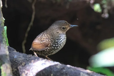 小鳞胸鹪鹛