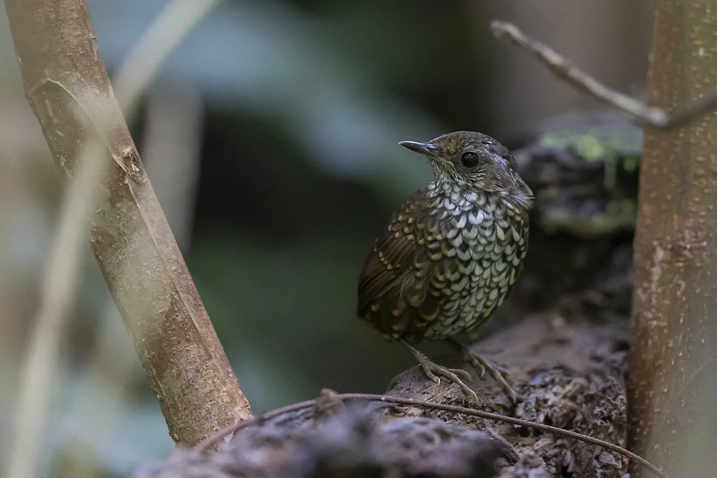 小鳞胸鹪鹛(Pnoepyga pusilla)