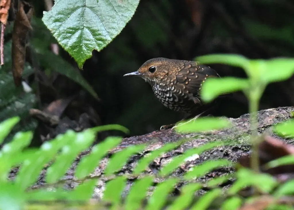 小鳞胸鹪鹛(Pnoepyga pusilla)