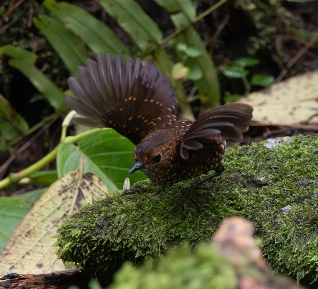 小鳞胸鹪鹛(Pnoepyga pusilla)