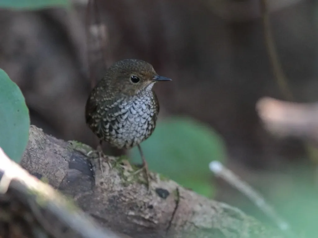 小鳞胸鹪鹛(Pnoepyga pusilla)