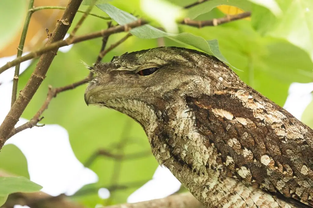 巴布亚蛙口夜鹰(Podargus papuensis)