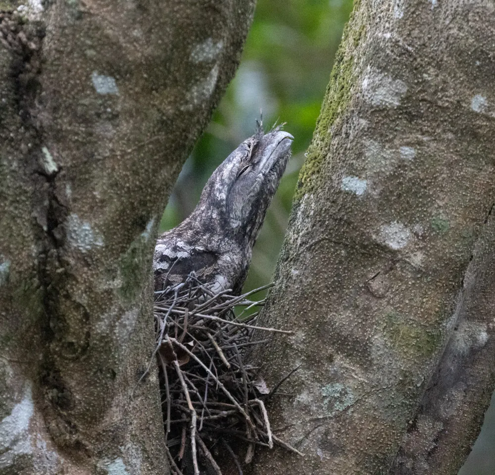 巴布亚蛙口夜鹰(Podargus papuensis)