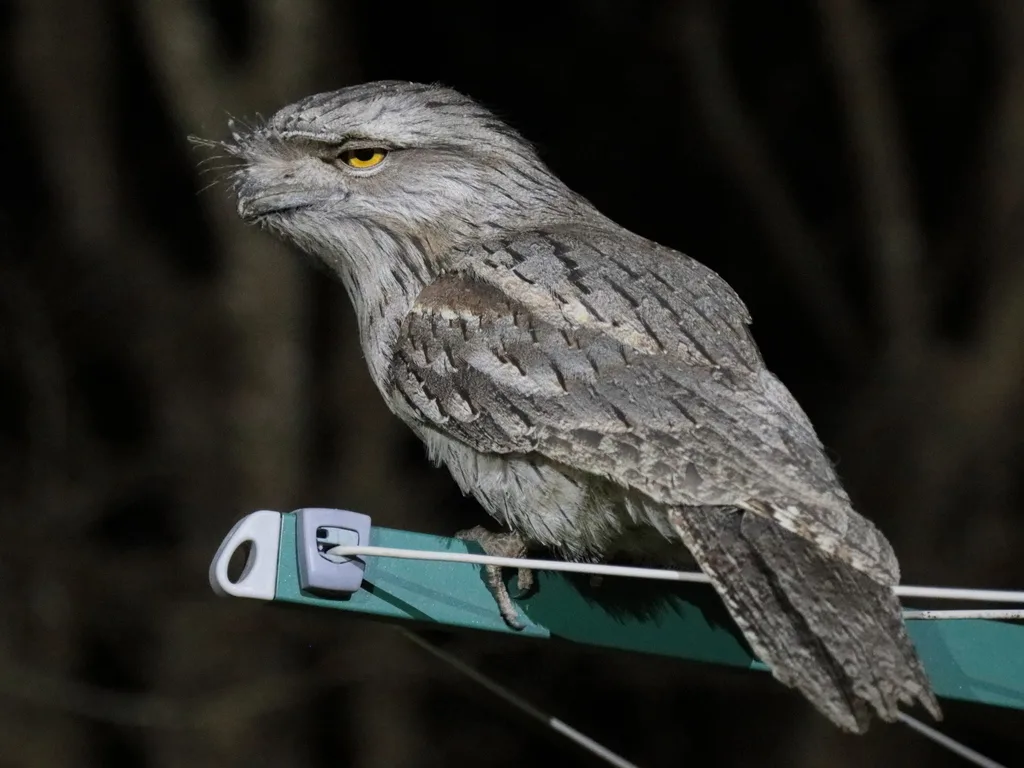 茶色蛙口夜鹰(Podargus strigoides)