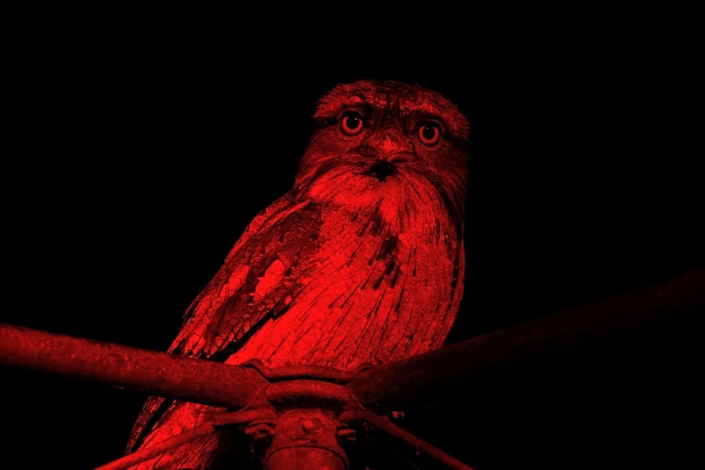 茶色蛙口夜鹰(Podargus strigoides)