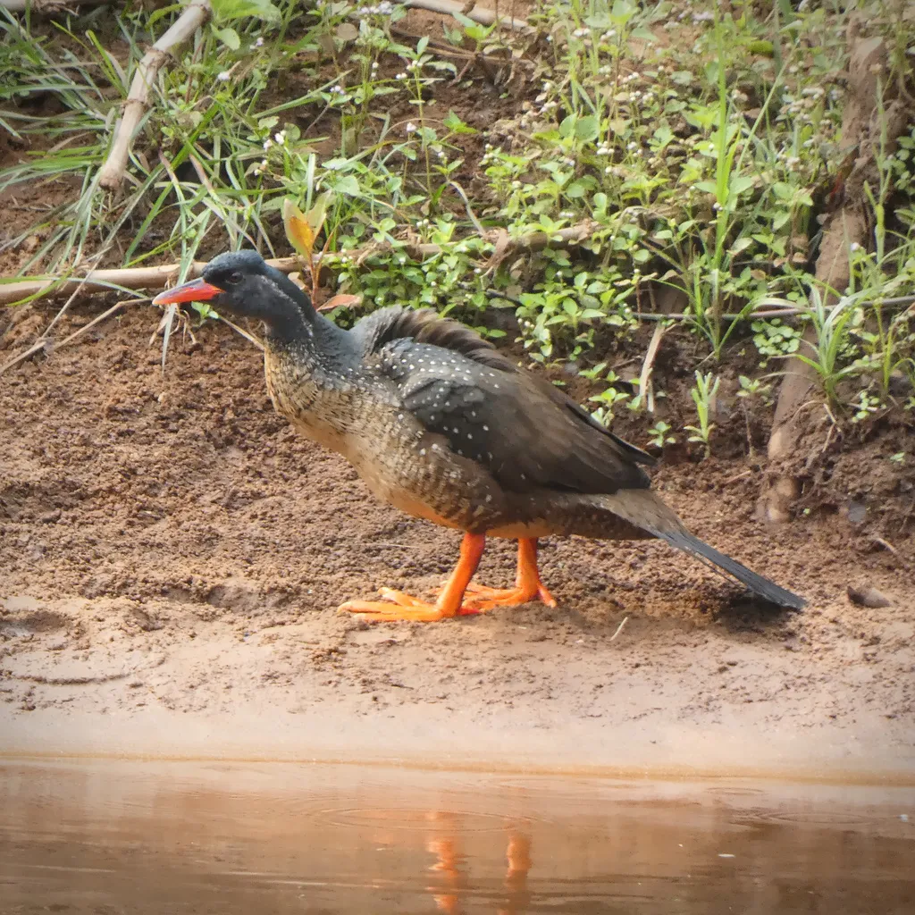 非洲鳍趾䴘(Podica senegalensis)