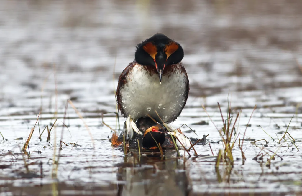 角䴙䴘(Podiceps auritus)
