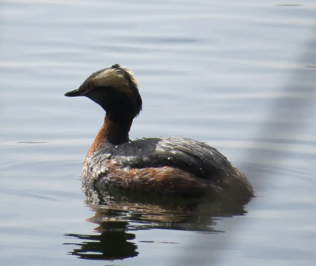 角䴙䴘(Podiceps auritus)