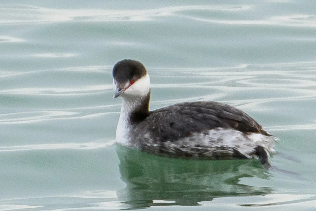 角䴙䴘(Podiceps auritus)