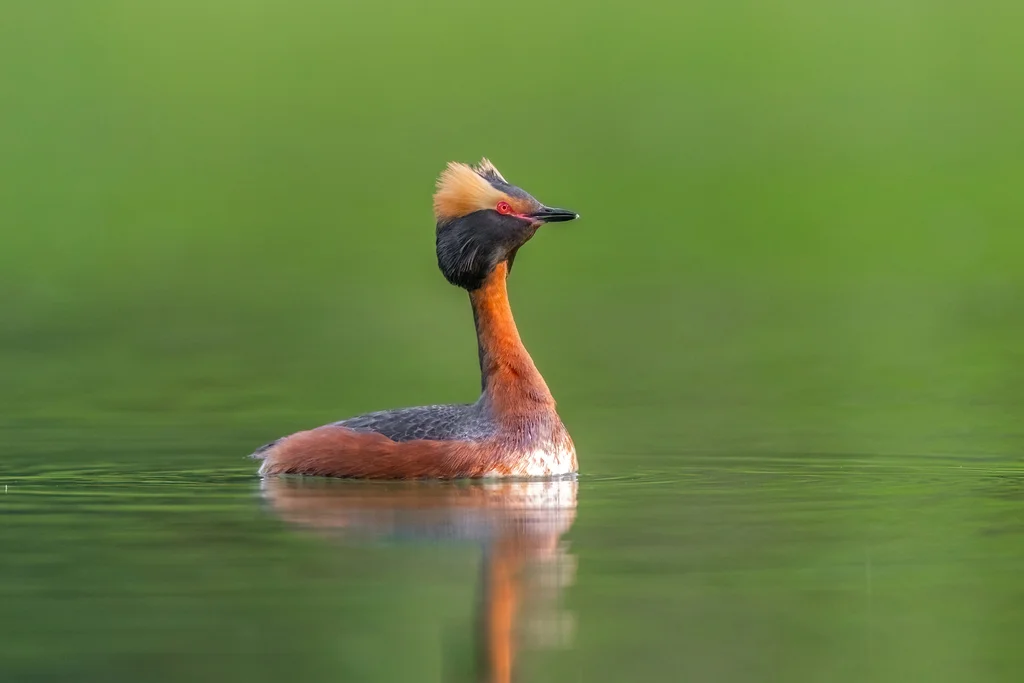 角䴙䴘(Podiceps auritus)