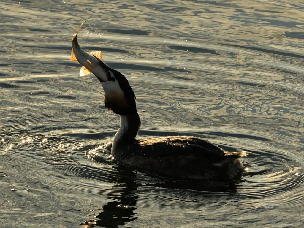 凤头䴙䴘(Podiceps cristatus)