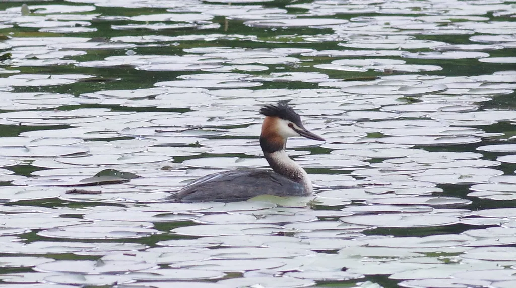 凤头䴙䴘(Podiceps cristatus)