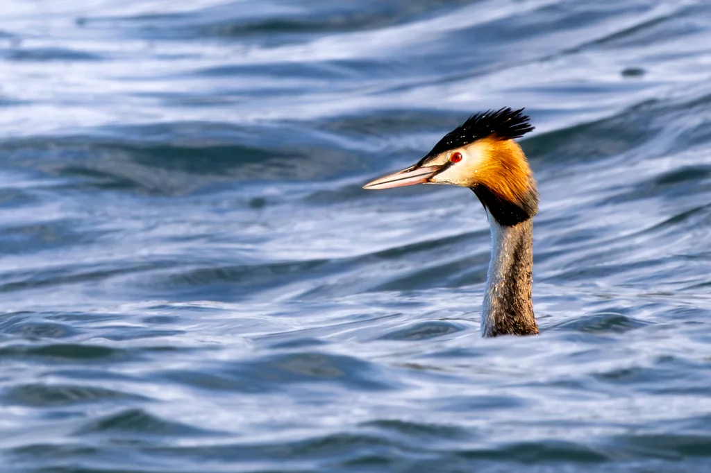 凤头䴙䴘(Podiceps cristatus)