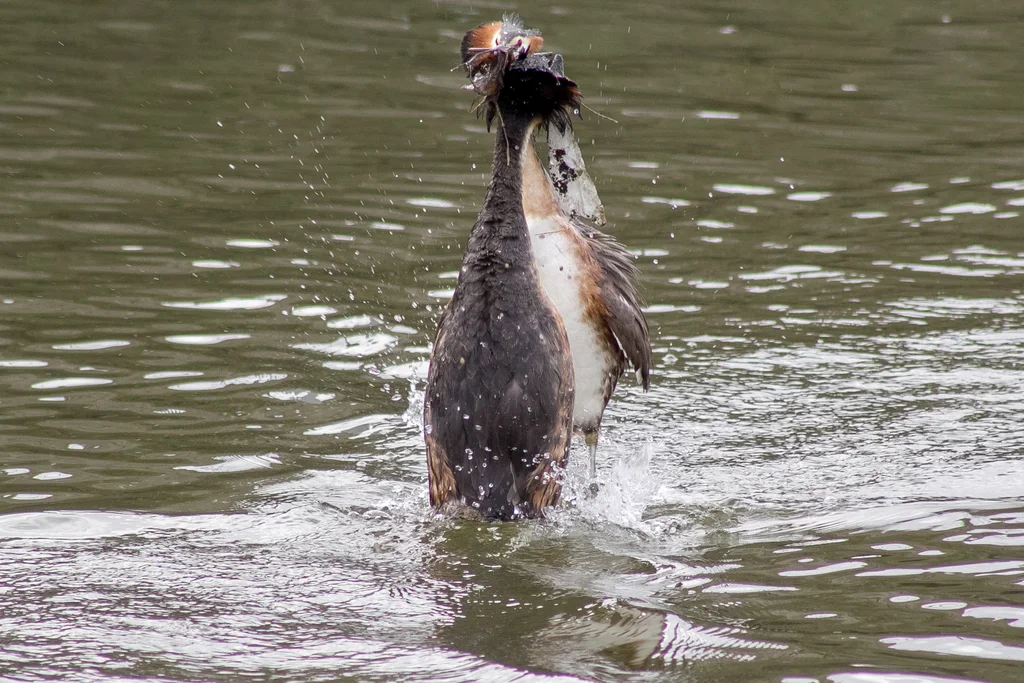 凤头䴙䴘(Podiceps cristatus)