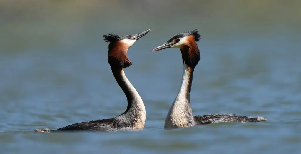 凤头䴙䴘(Podiceps cristatus)