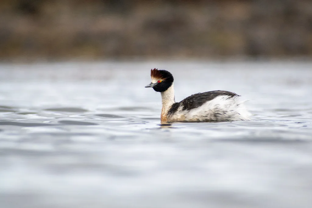 阿根廷䴙䴘(Podiceps gallardoi)