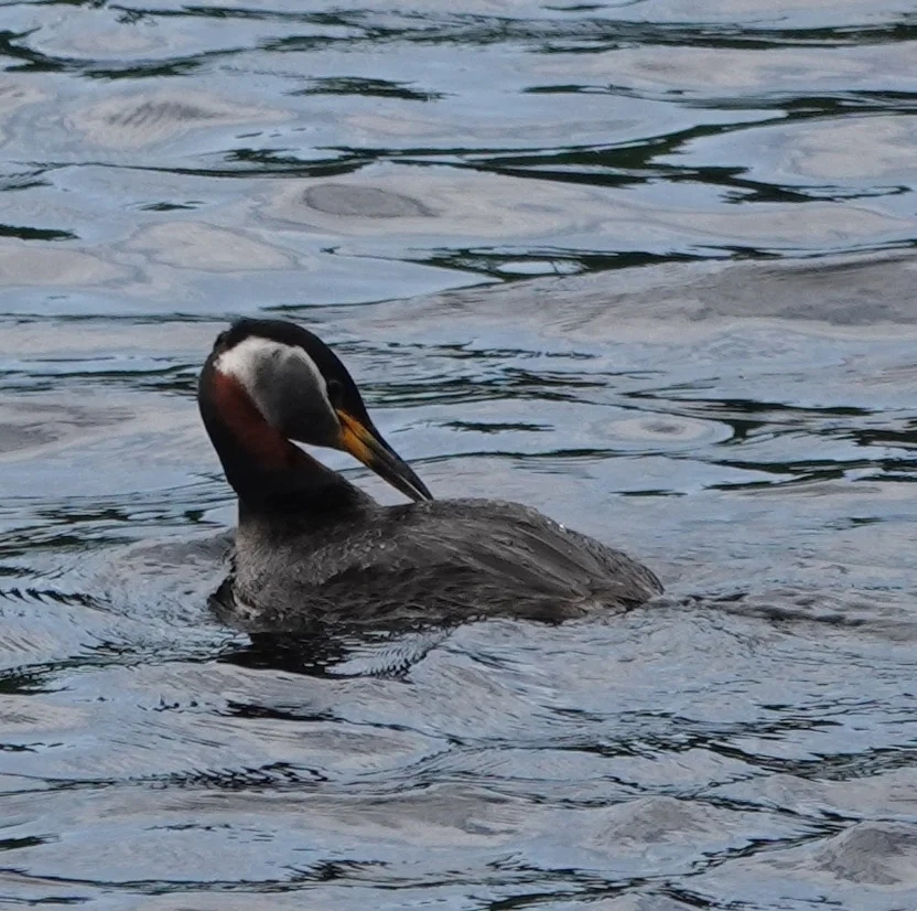 赤颈䴙䴘（Podiceps grisegena）
