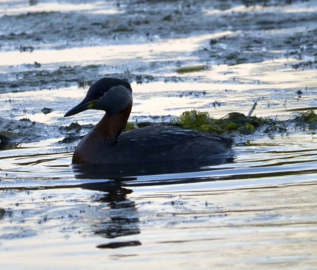 赤颈䴙䴘（Podiceps grisegena）