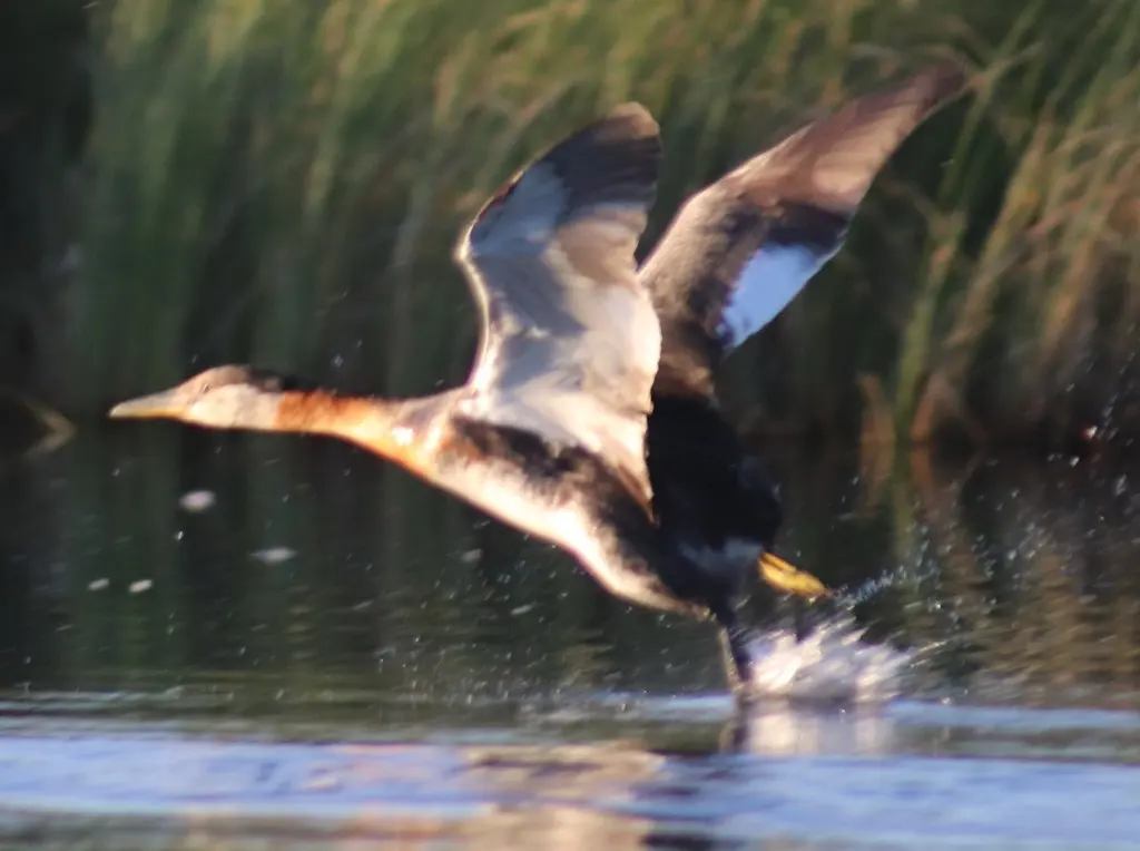 赤颈䴙䴘（Podiceps grisegena）