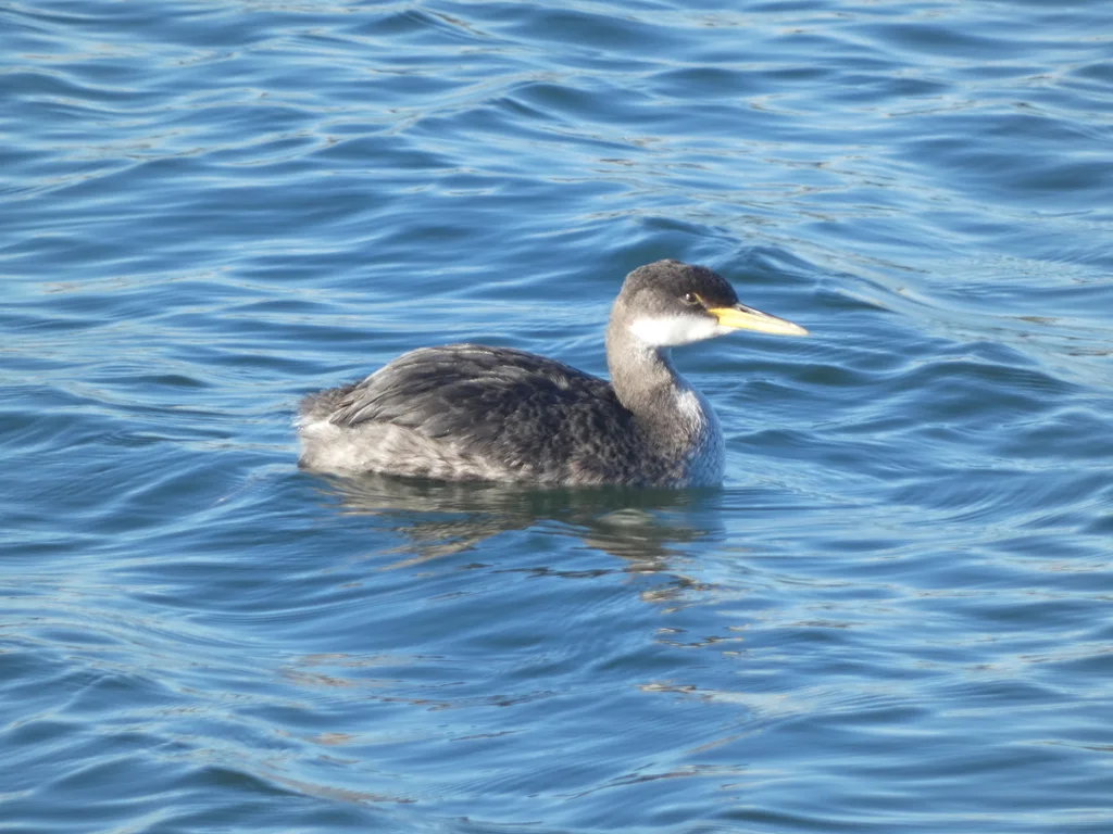 赤颈䴙䴘（Podiceps grisegena）