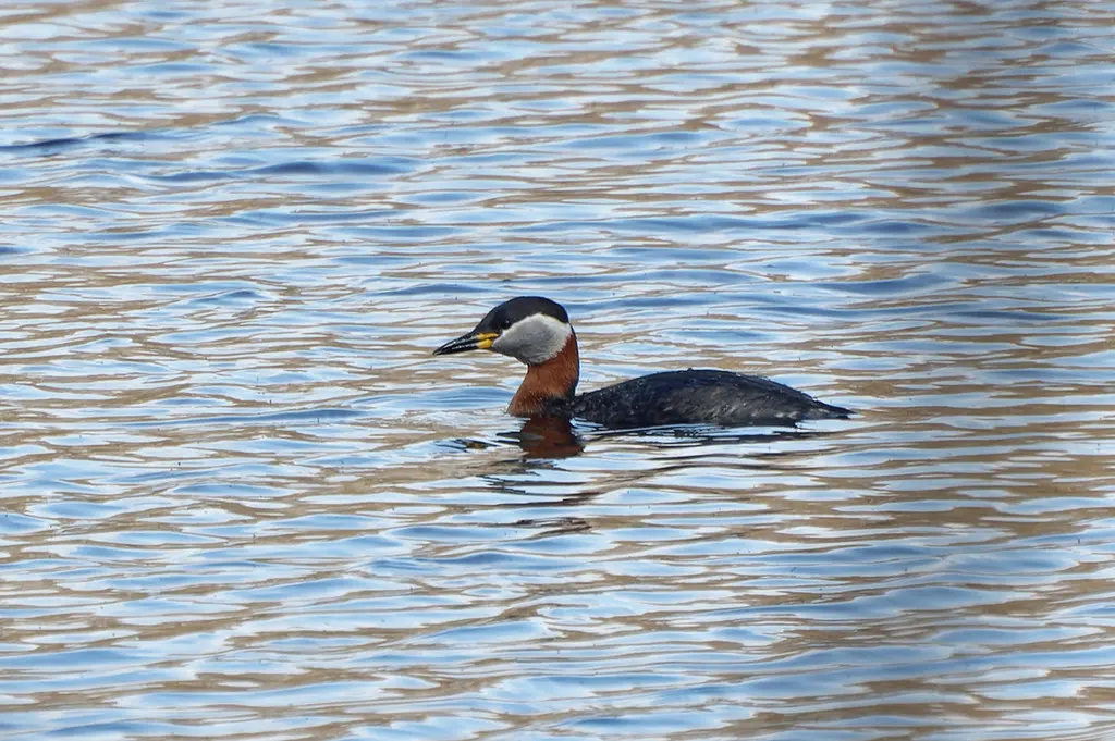 赤颈䴙䴘（Podiceps grisegena）