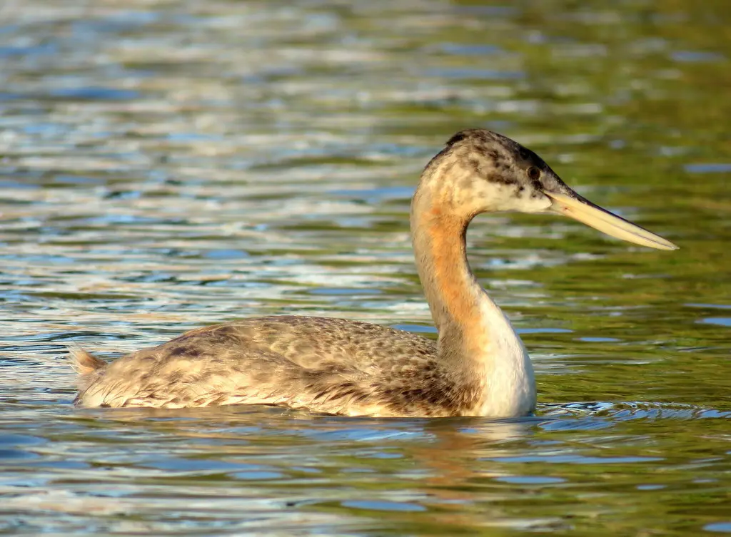 大䴙䴘(Podiceps major)
