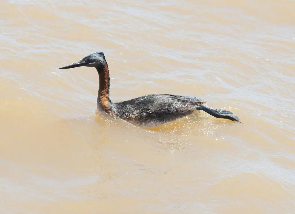 大䴙䴘(Podiceps major)