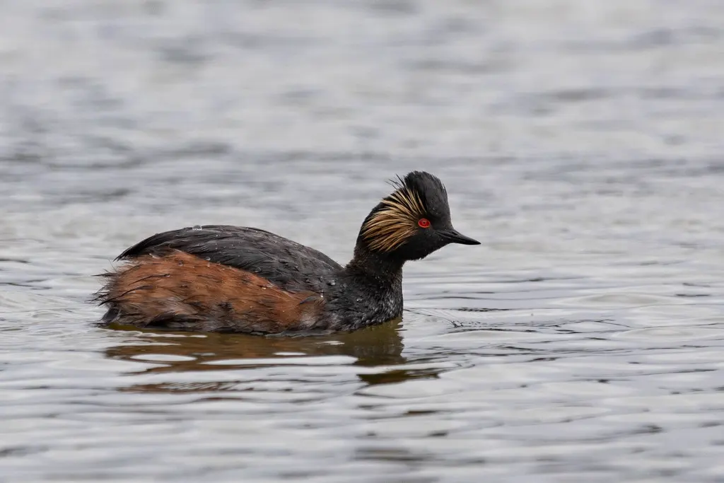 黑颈䴙䴘(Podiceps nigricollis)